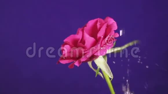 蔷薇花在雨中水珠如钻石般闪闪发光近在咫尺视频的预览图