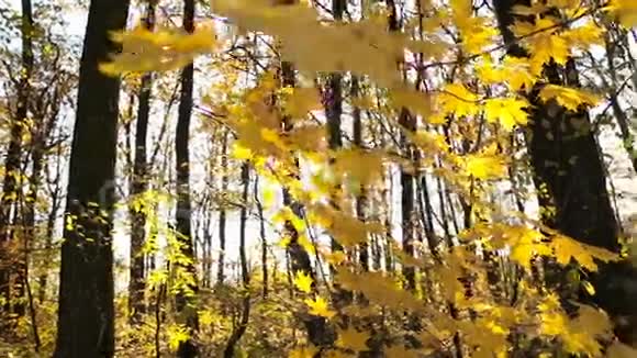黄色的叶子在一棵小树上视频的预览图