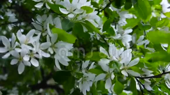 白苹果中国树的开花大自然春景带开枝高清视频画面1920x1080视频的预览图