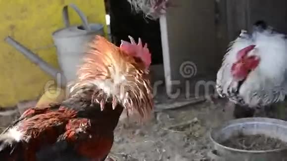 两个公鸡在棚子里打架视频的预览图