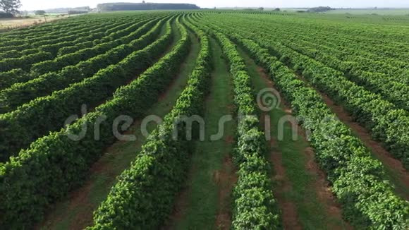 圣保罗州空中咖啡种植园巴西视频的预览图