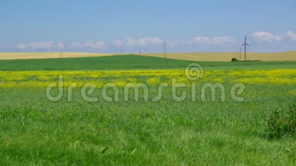 田间与普通小麦白俄罗斯蓝色景观视频的预览图