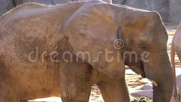 非洲大草原大象种类非洲罗索家庭象皮顺序前科类哺乳动物视频的预览图
