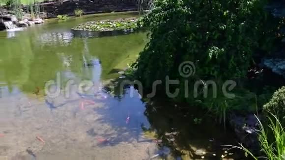 锦鲤鱼锦鲤鱼在水里花园小湖与锦鲤鲤鱼视频的预览图