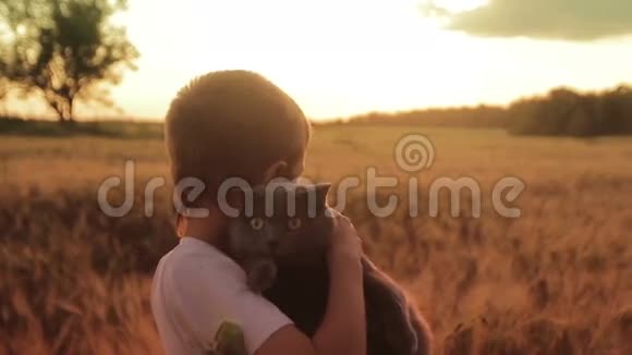 在玉米地日落时和英国猫在一起的男孩视频的预览图