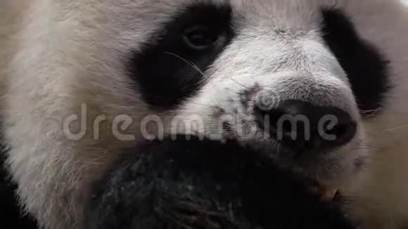 大熊猫黑尾猴吃竹画像视频的预览图