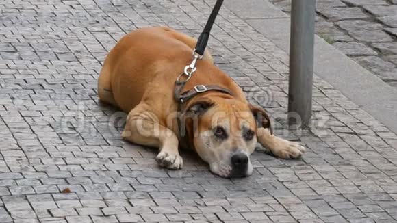 大狗坐在街上的皮带上从捷克布拉格街上人群的脚边经过视频的预览图