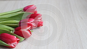 红白相间的郁金香摆在一张白色的桌子上视频的预览图