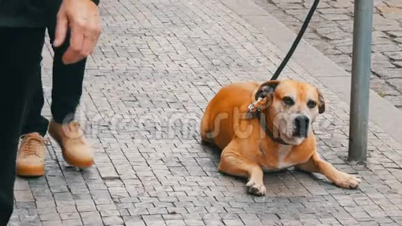 一只孤独的狗在等它的主人一条大狗坐在街上的皮带上从人群的脚边经过视频的预览图