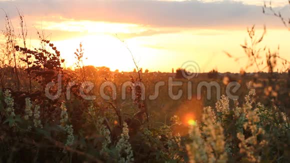 乡村风景美丽的日落在夏天的田野视频的预览图