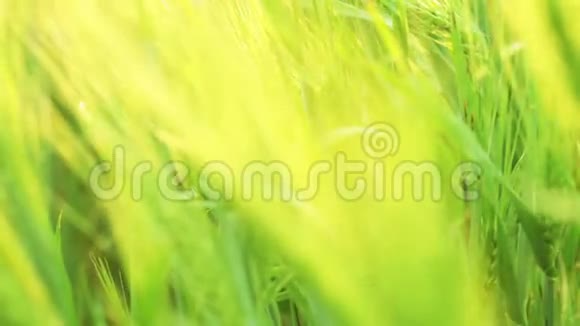 绿色小麦可变焦点视频的预览图