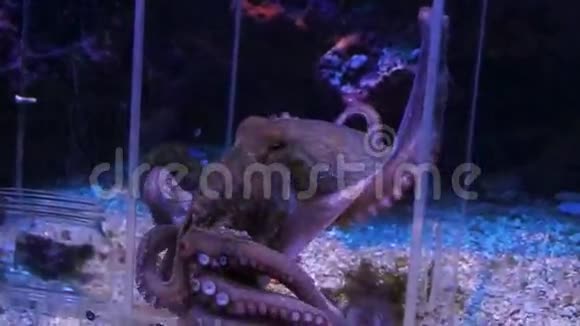 摩纳哥章鱼在水族馆里移动视频的预览图
