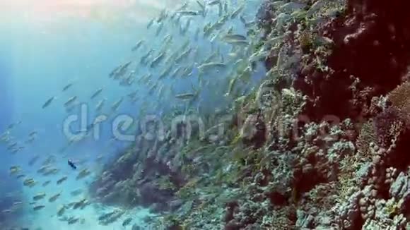 珊瑚礁上的黄鳍山羊鱼视频的预览图