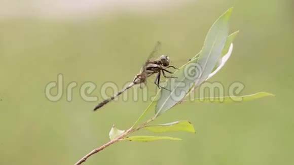 蜻蜓在叶子上的特写动作视频的预览图