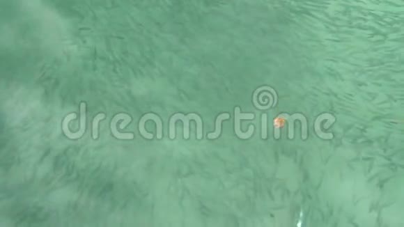 在一片蓝绿色的大海中旋转的鱼群视频的预览图