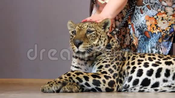 女人的手抚摸着一只豹子视频的预览图