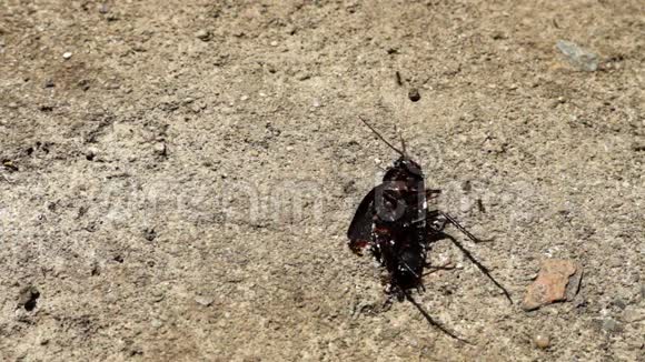 蚂蚁在太阳下携带死甲壳虫视频的预览图