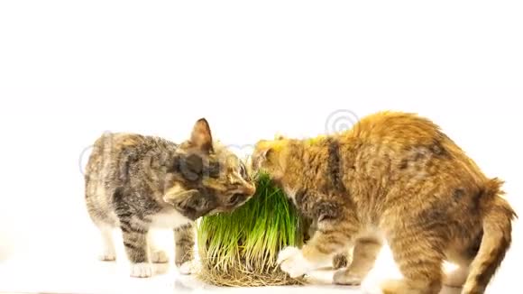 吃草的猫视频的预览图