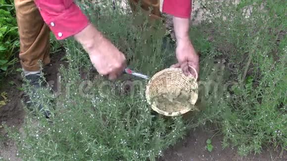 园丁草药师在柳条篮子里收集新鲜的香料视频的预览图