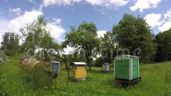 木蜂窝群和老锈马耙在花园延时4K视频的预览图