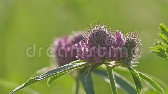 丁香花在阳光下摇摆慢动作视频视频的预览图