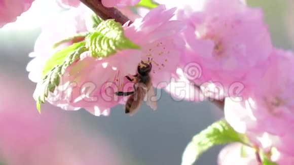 收集花粉快关门慢动作视频的预览图