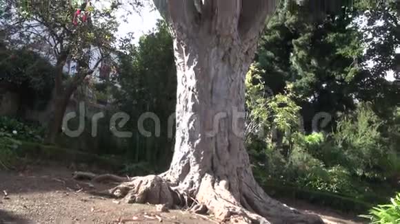 龙树生长在奥罗塔瓦特内里夫视频的预览图
