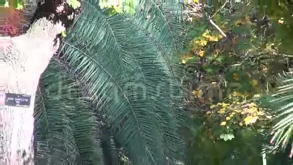 马德里皇家植物园的棕榈树视频的预览图