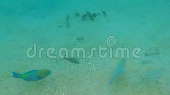 红海珊瑚礁彩鱼视频的预览图