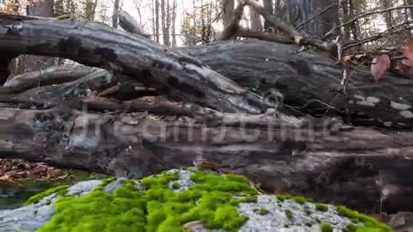 岩石上森林苔藓的追踪照片视频的预览图