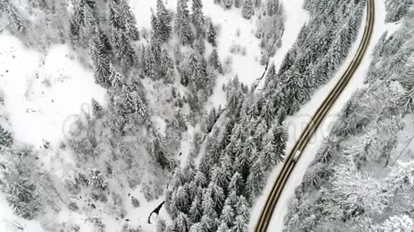 冬季汽车沿林路行驶视频的预览图