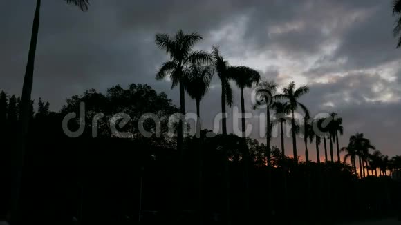 夕阳下的棕榈树剪影乌云密布视频的预览图