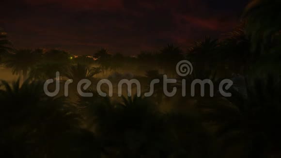 棕榈树森林上面聚集着暴风雨的云视频的预览图