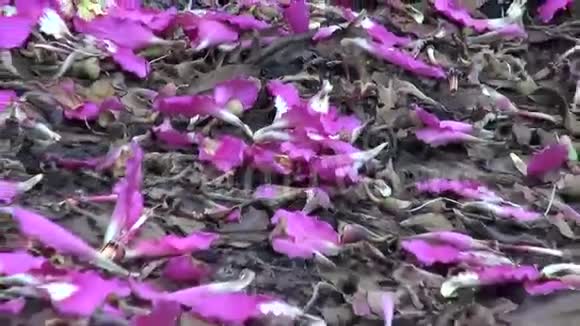 粉红色的牙线树根旁的银色树花瓣视频的预览图