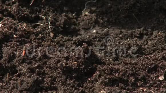 花园中的土壤和根视频的预览图