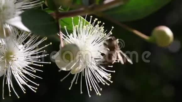 白色花朵上的蜂蜜蜜蜂视频的预览图