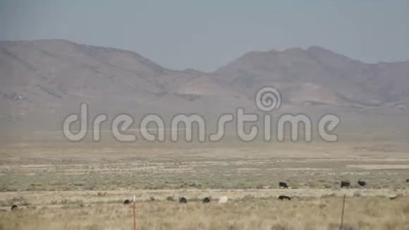 沙漠自由牧场牛群的左侧视频的预览图