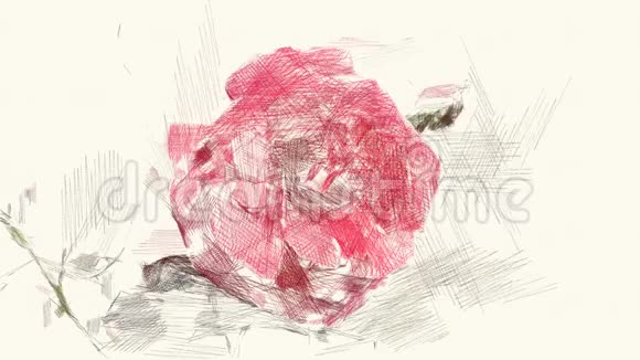 红玫瑰花的绘画颜色视频的预览图
