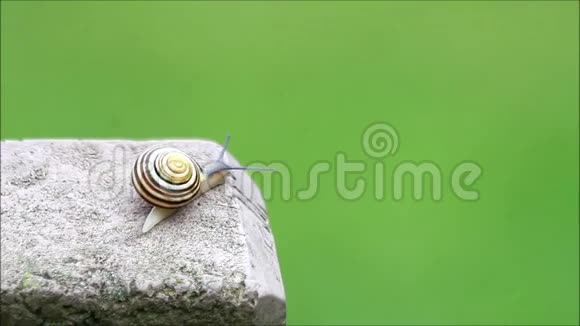 蜗牛在绿色的背景下慢慢地爬过混凝土视频的预览图