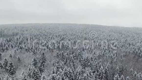 4K在北方降雪的冬季森林上空飞行空中全景视频的预览图