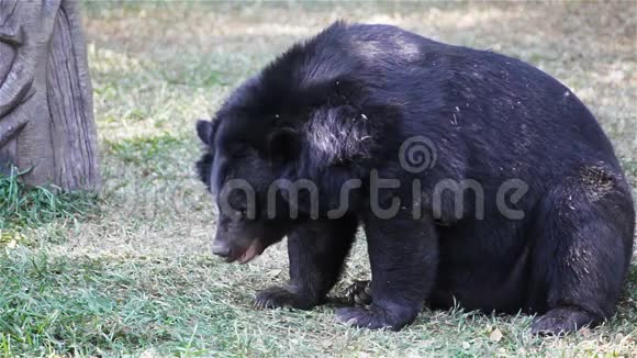 亚洲黑熊或西藏黑熊科学名为熊在HD的草地上视频的预览图