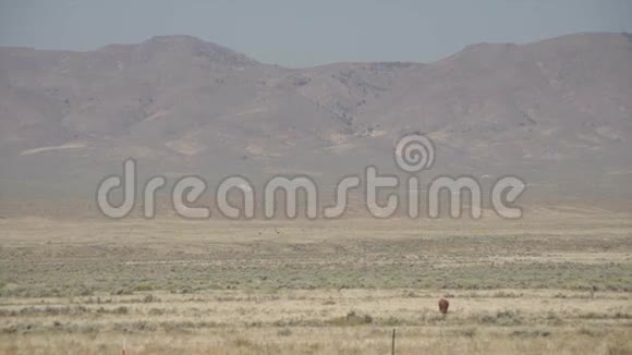 沙漠中自由牧场牛的右盘视频的预览图