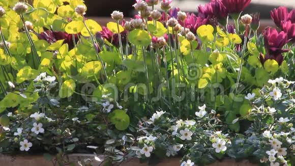 春天的夏日花园花紫绿白视频的预览图