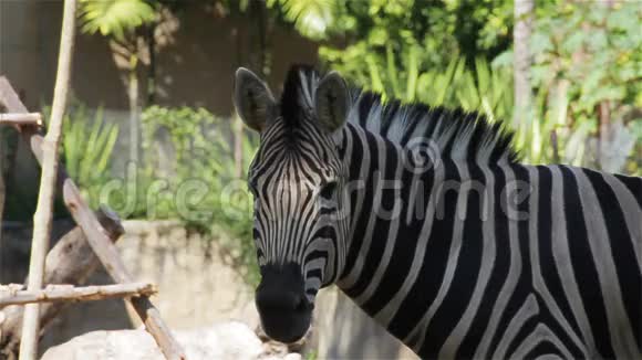 普通斑马科学名称Equusburchellii高清特写视频的预览图