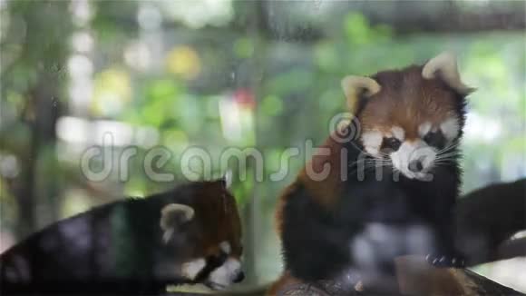 一对红熊猫被科学命名为小熊猫红熊猫在树上高清特写视频的预览图