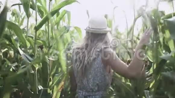 戴着帽子的漂亮女孩在玉米地慢动作中奔跑微笑视频的预览图