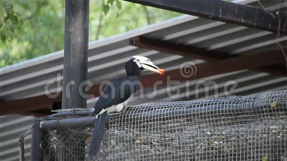 一只呼吸的大黄蜂鸟带来了食物或水果并在HD的栅栏上等待雌性视频的预览图