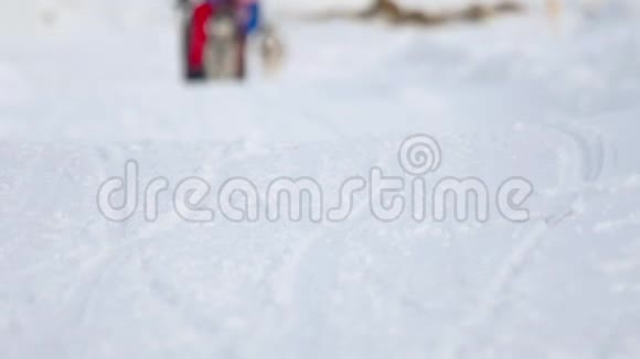 哈士奇狗和女子运动员在滑雪比赛中视频的预览图