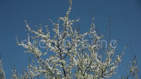 在晴朗的日子里在蓝天的映衬下盛开的梅花视频的预览图