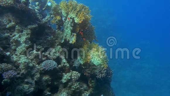 海底世界和珊瑚礁居民视频的预览图